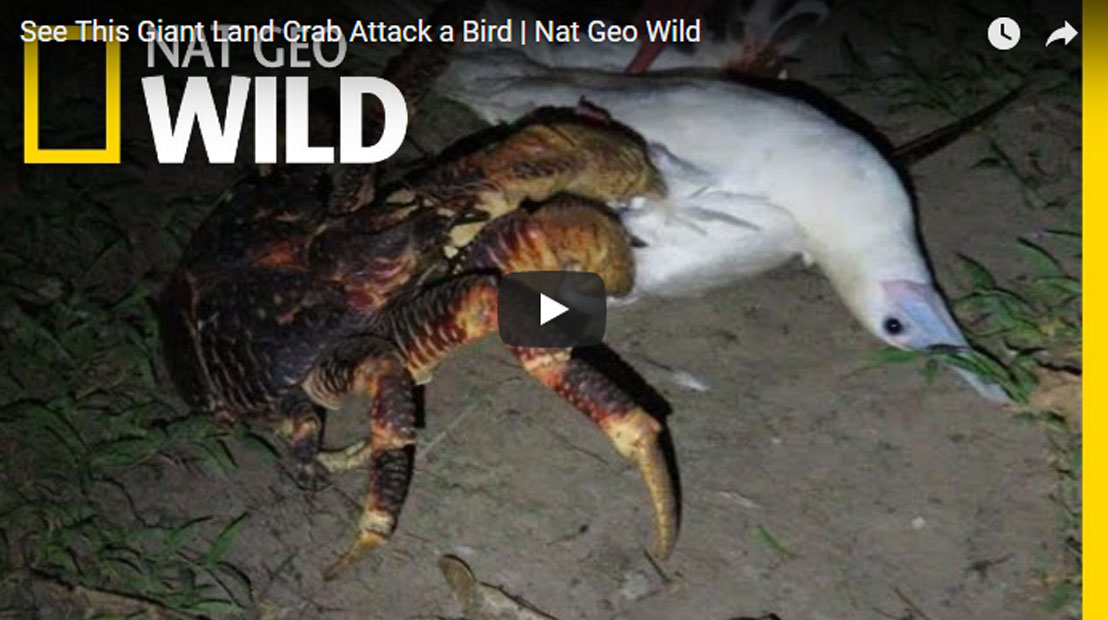 ปูมะพร้าวล่านกเป็นอาหาร