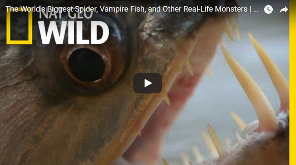 อสุรกายมีจริงในโลกของสรรพสัตว์