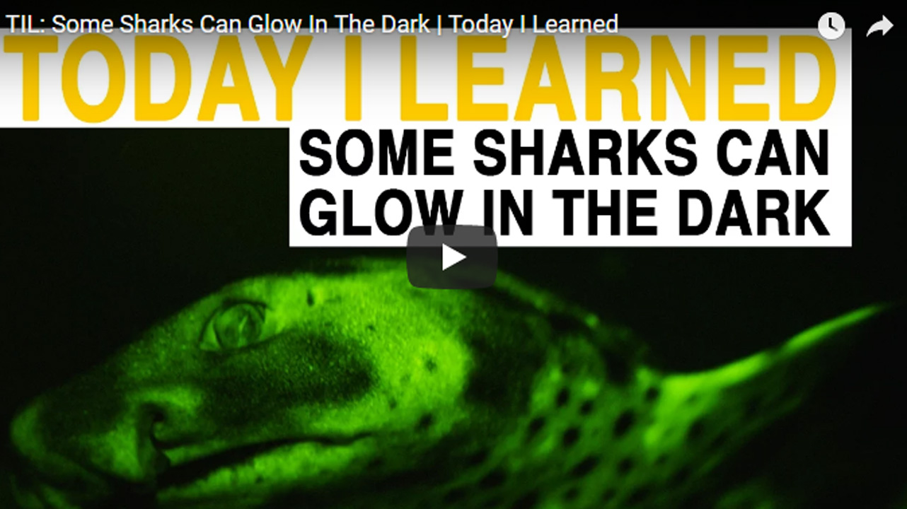 ฉลามเรืองแสง