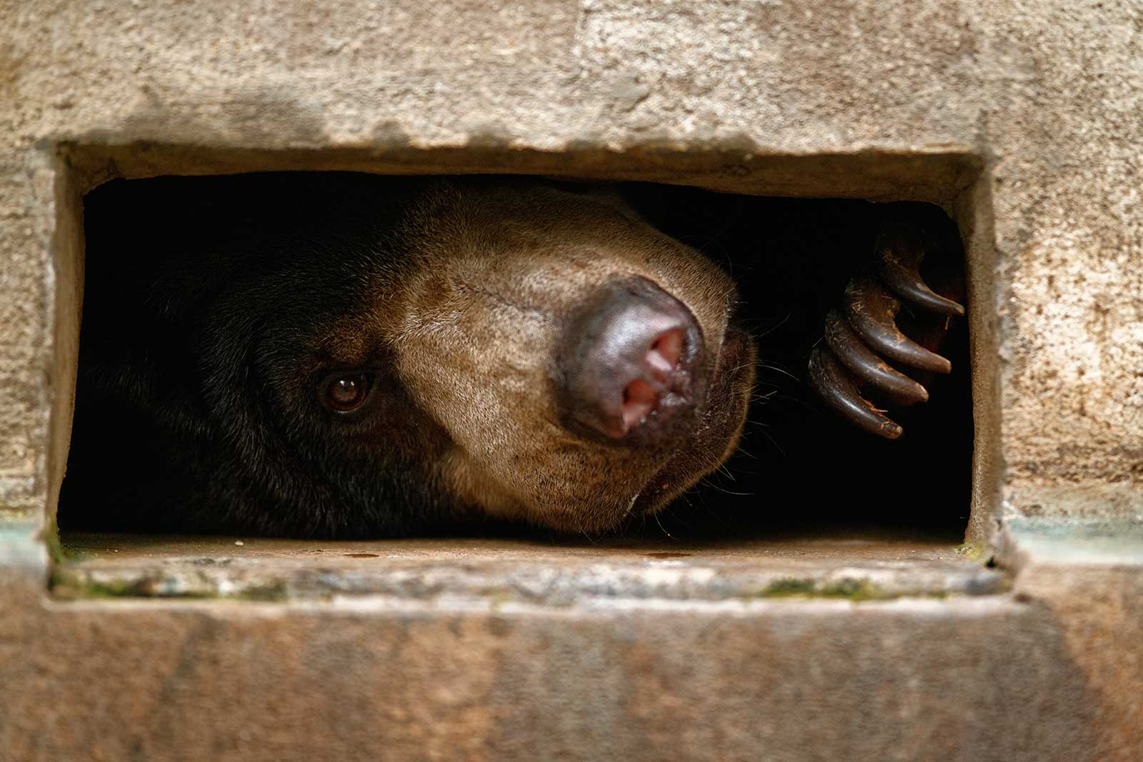 จากกรงสู่ป่าจำลอง