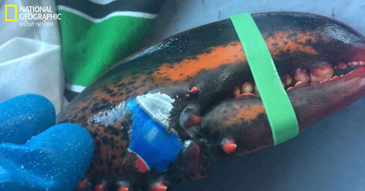 ขยะทะเล