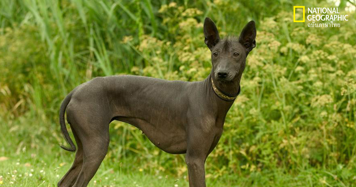 หมาขนเกรียน