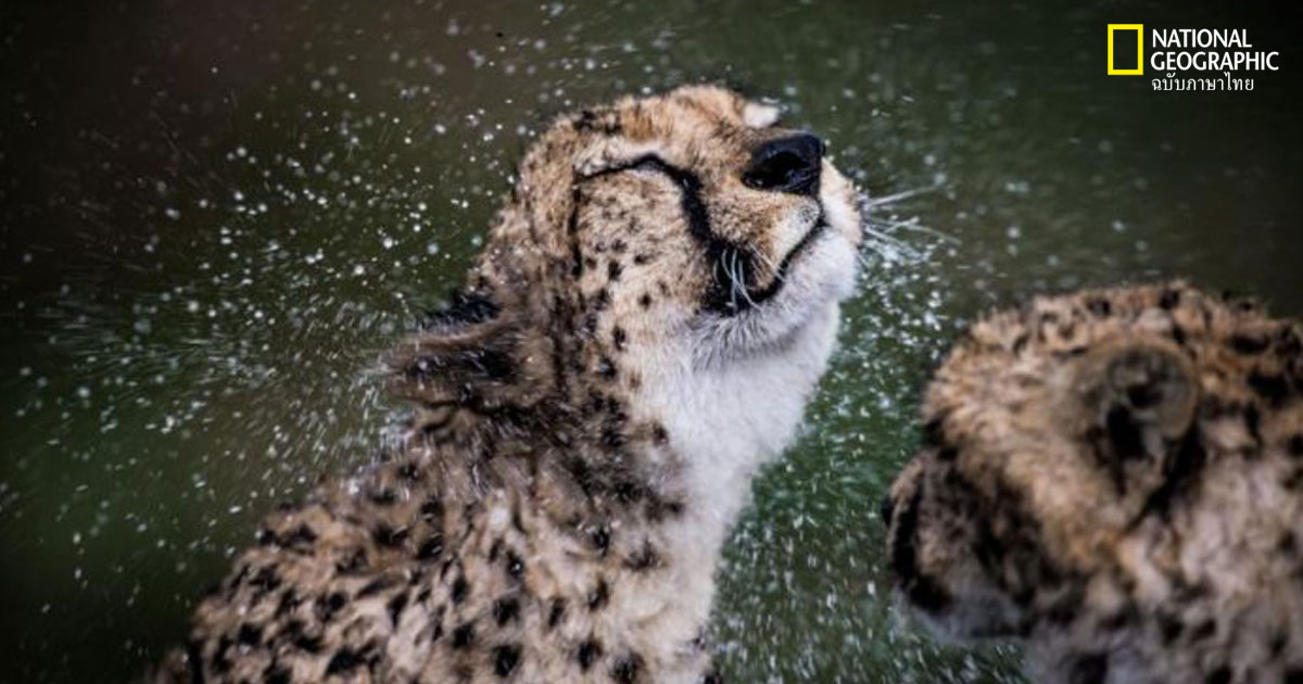 เสือชีตาห์