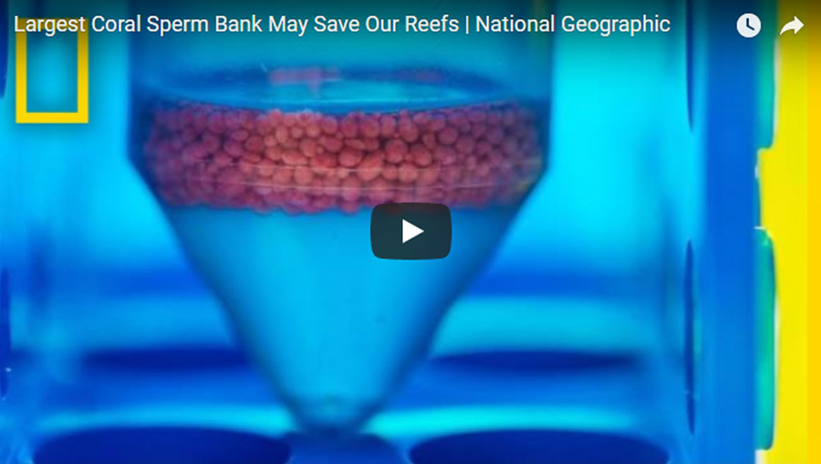 สเปิร์มปะการัง