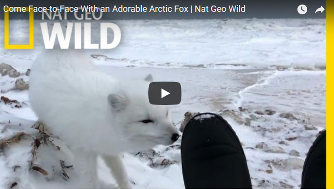 จิ้งจอกอาร์กติก