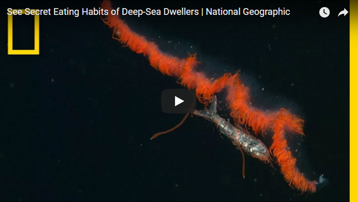 สัตว์น้ำใต้ทะเลลึก