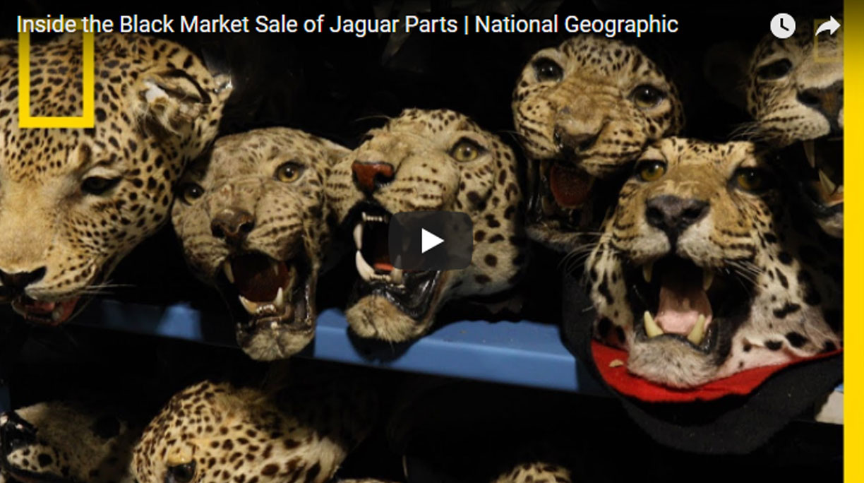 พาไปชมตลาดค้าอวัยวะของเสือจากัวร์