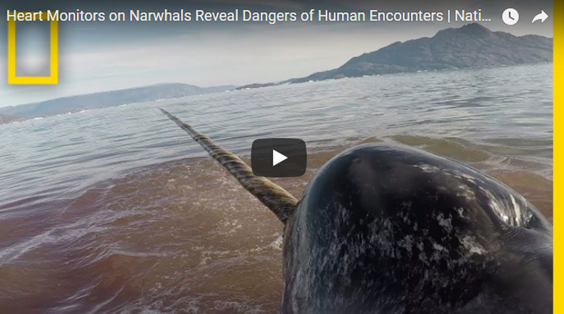 จังหวะหัวใจนาร์วาฬเมื่อตกอยู่ในอันตราย