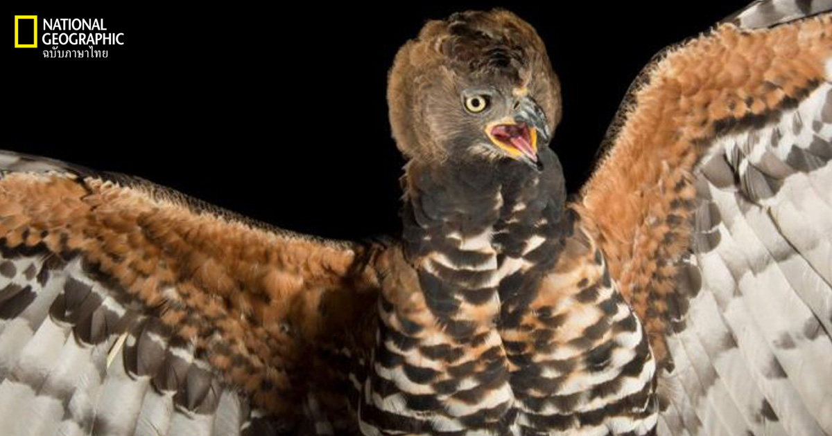 นกอินทรี