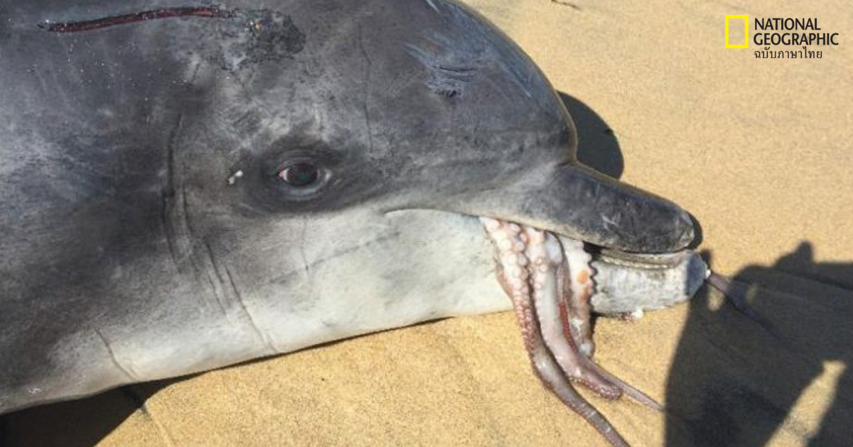 หมึกติดคอ