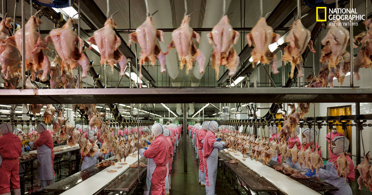 เกษตรจีน