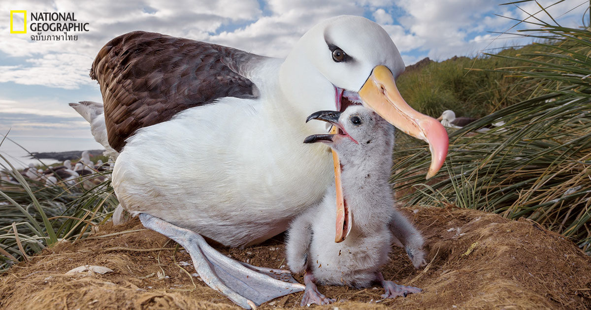 หมู่เกาะฟอล์กแลนด์