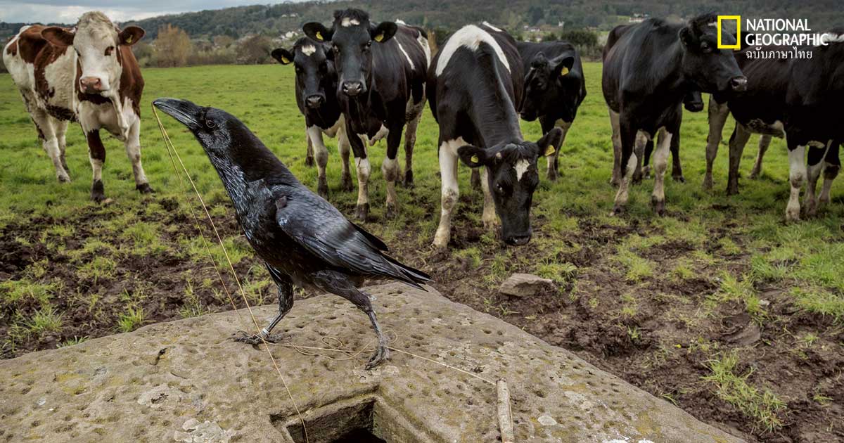 นกแสนรู้