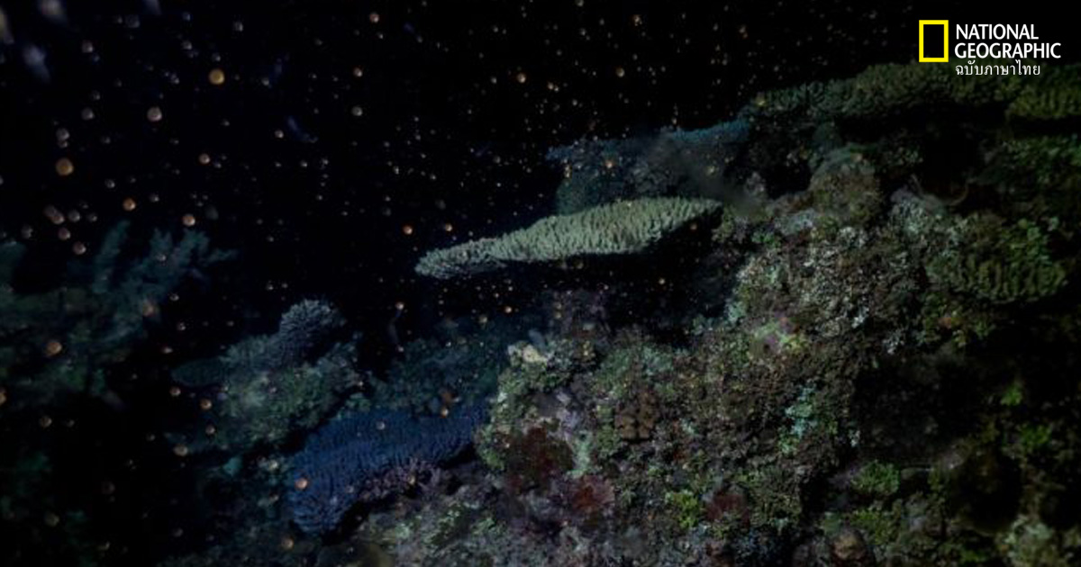 ปะการังผสมพันธุ์