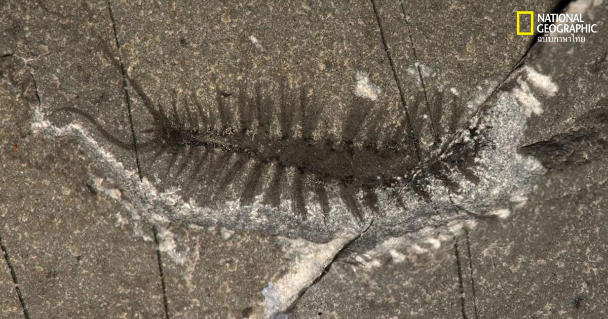 ฟอสซิลหนอน