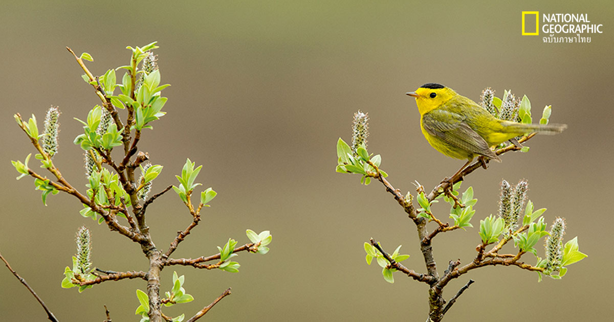 นกในเมืองใหญ่ : นกทำอย่างไรเมื่อเมืองขยายตัว