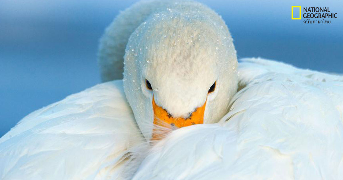 ภาพนกสวยๆ