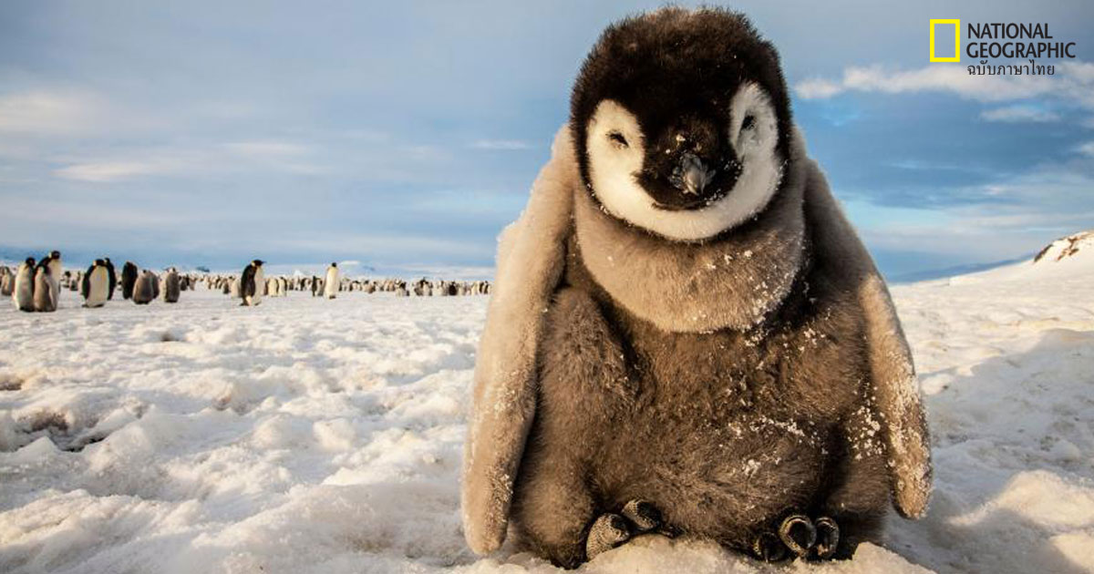 ภาพนกสวยๆ