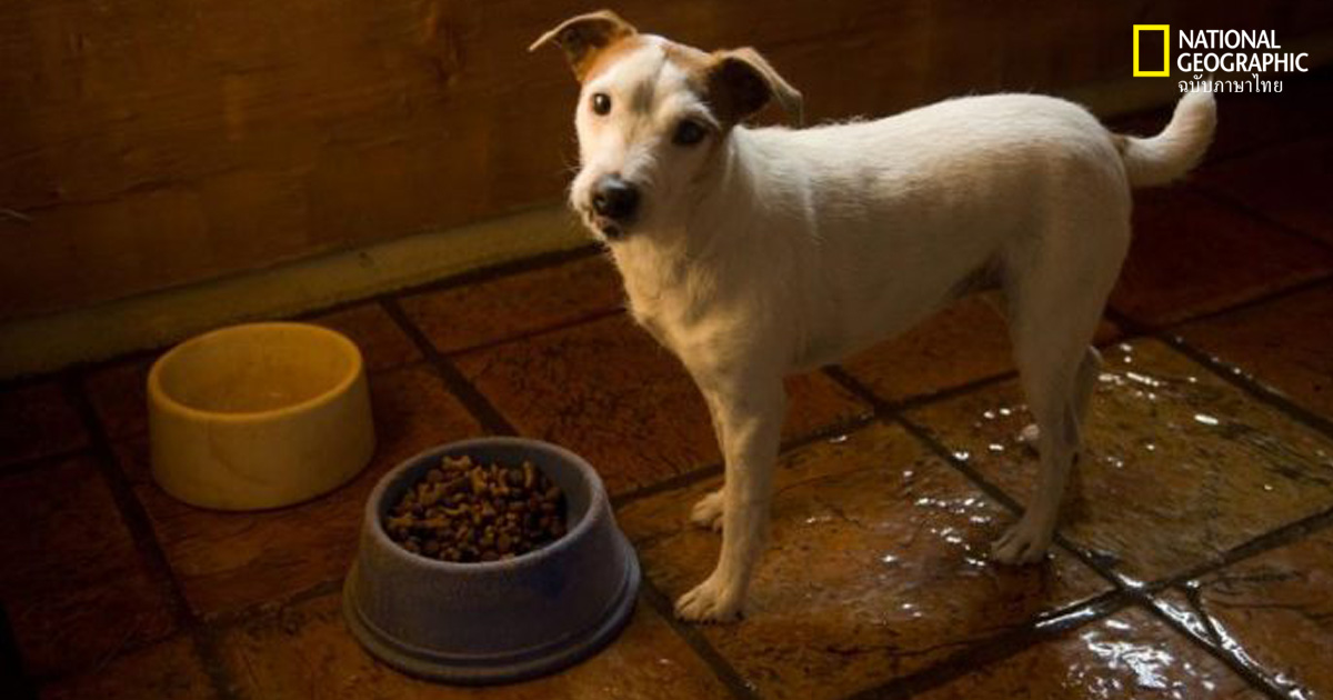 หมาฉี่ใส่ชาม