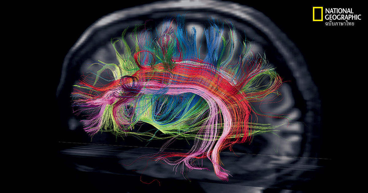 การทำงานของสมอง