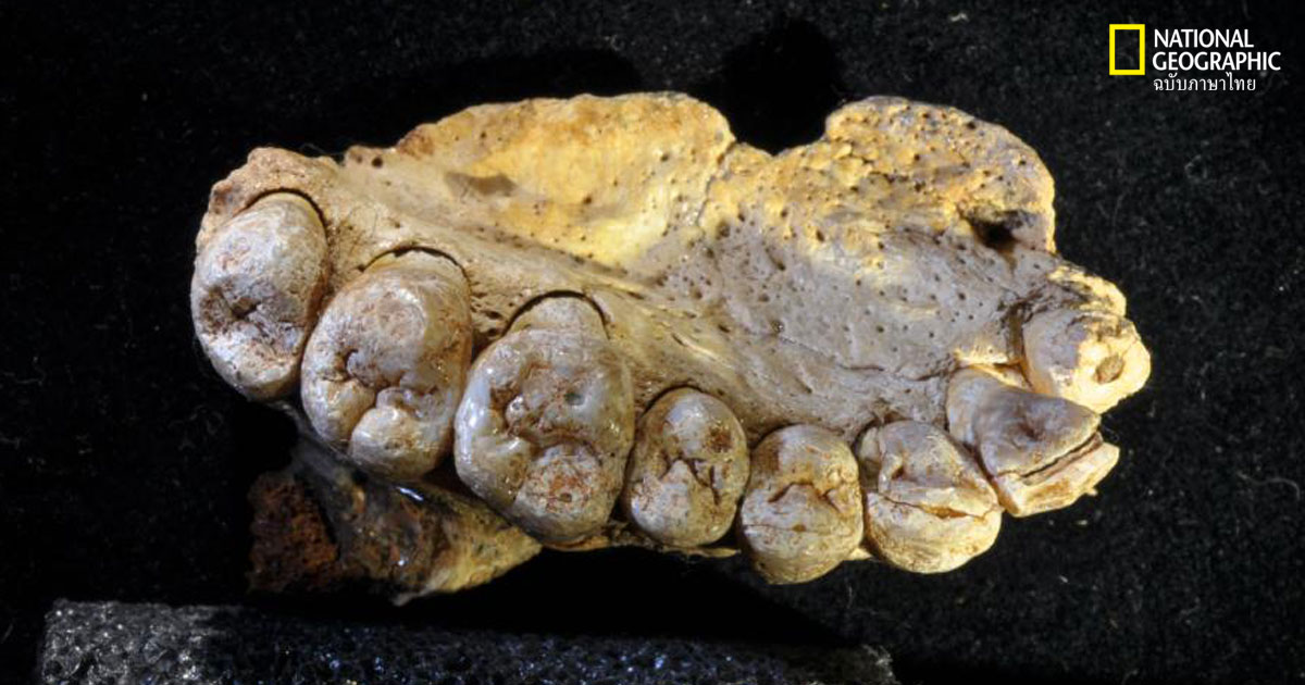 ฟอสซิลมนุษย์