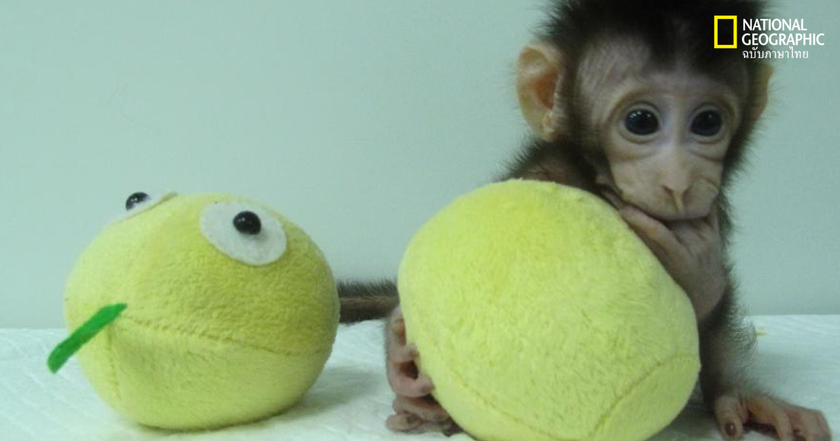 ลิงโคลนนิ่ง