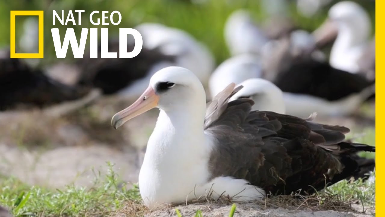 อัลบาทรอส