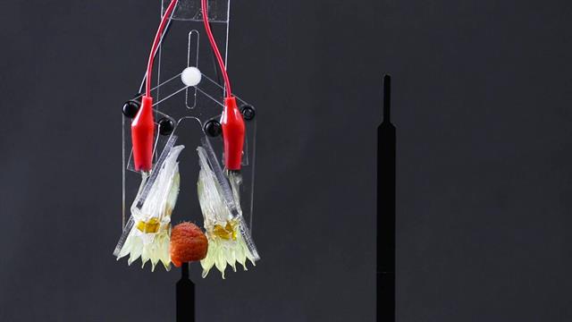 กล้ามเนื้อเทียม