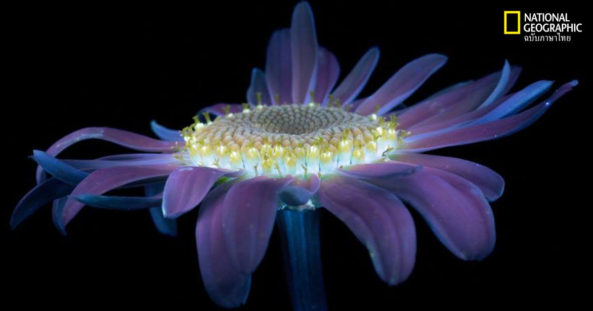 เรืองแสง