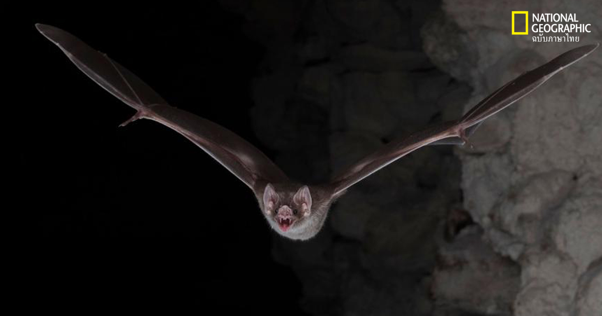 ค้างคาวแวมไพร์