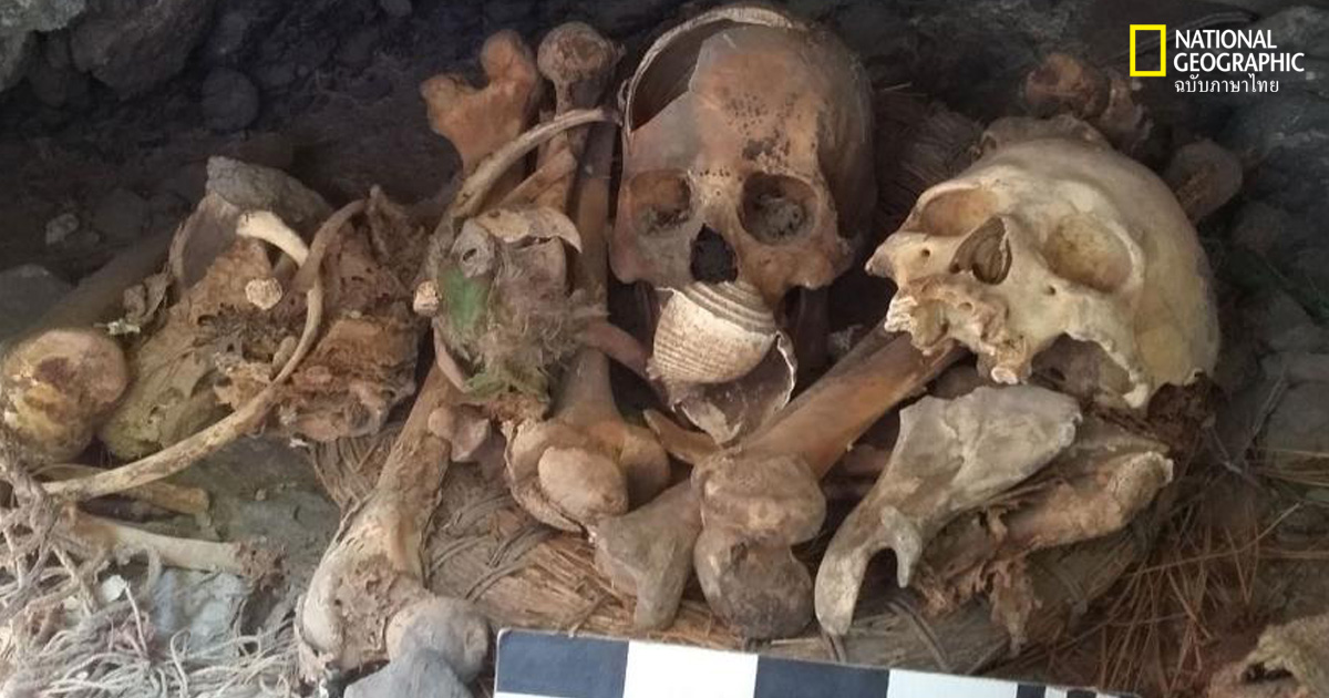 นกแก้วมาคอว์