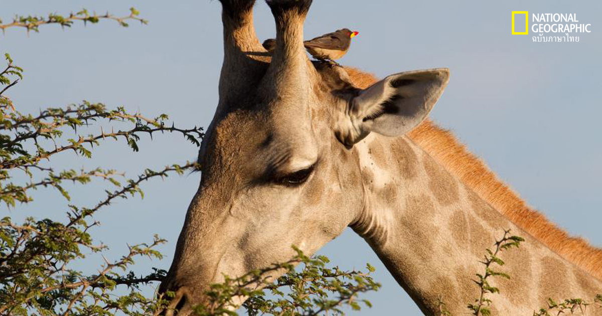 นกทำความสะอาด