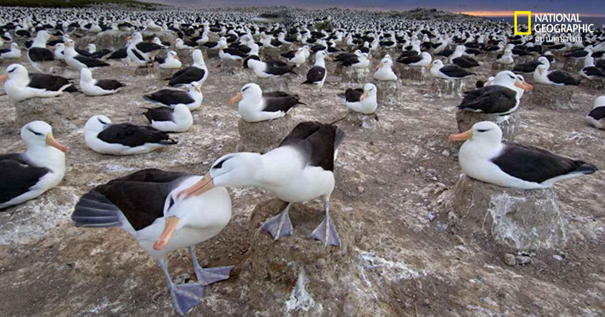 นกอัลบาทรอส