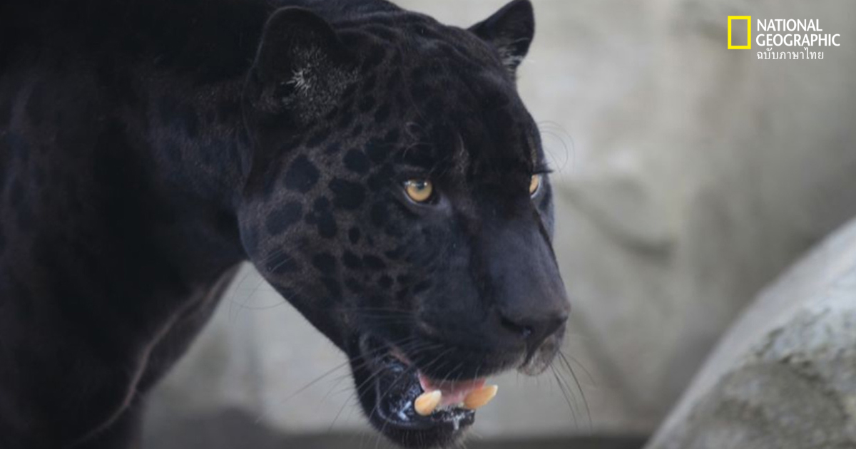 มารู้จักกับเสือดำ, ไก่ฟ้าหลังเทา และเก้ง เหยื่อของการล่า