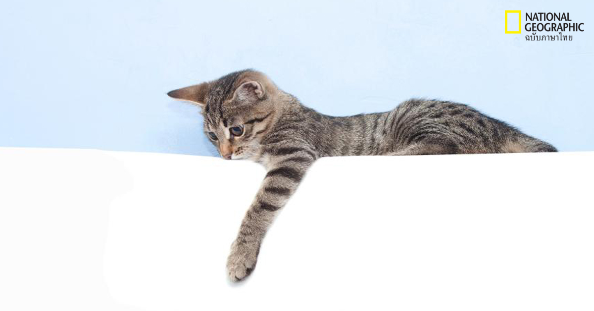 อุ้งตีน,แมว พฤติกรรมของแมว