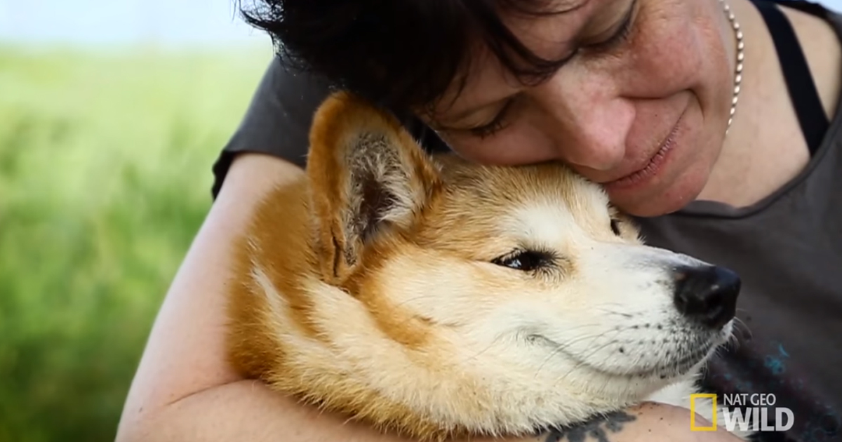 คอร์กี้