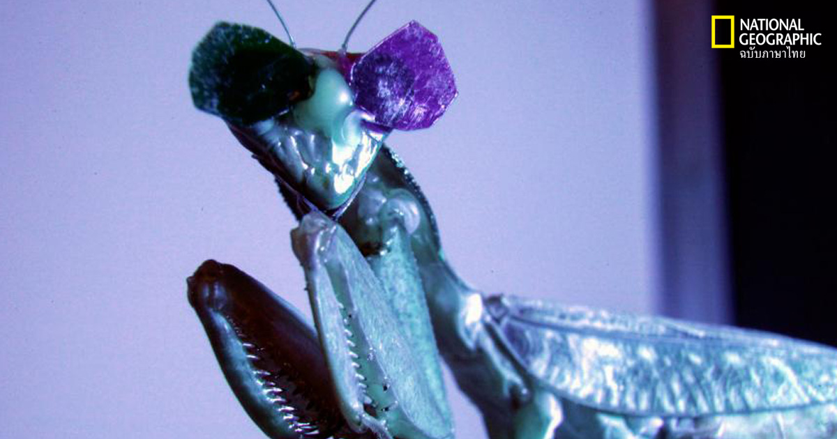 แว่นสามมิติ