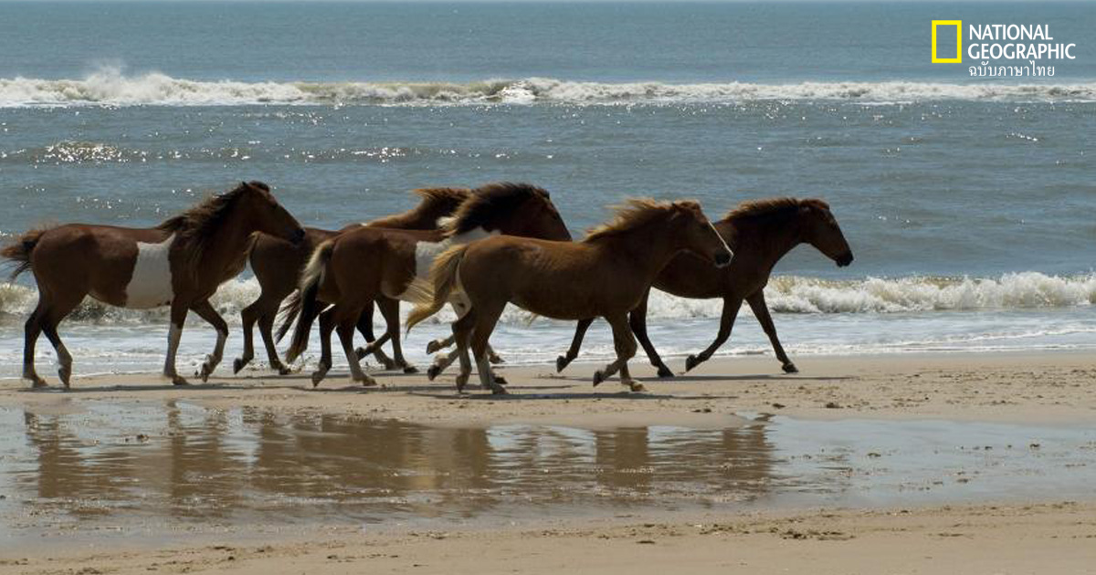 ม้าป่าเปรวาสกี้