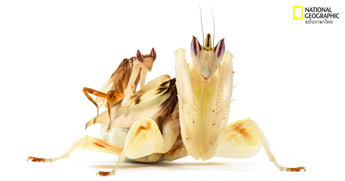 ตั๊กแตน