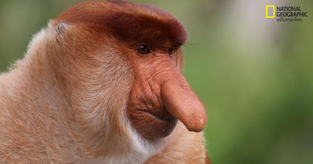 ลิงจมูกงวง
