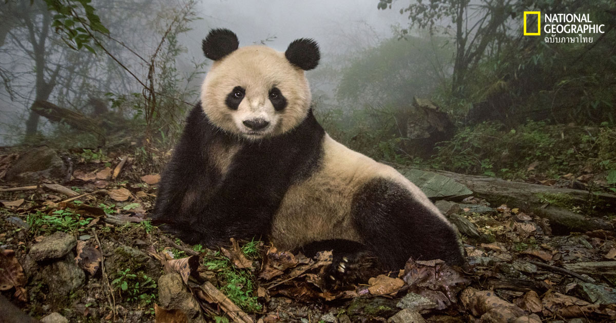 สัตว์ใกล้สูญพันธุ์