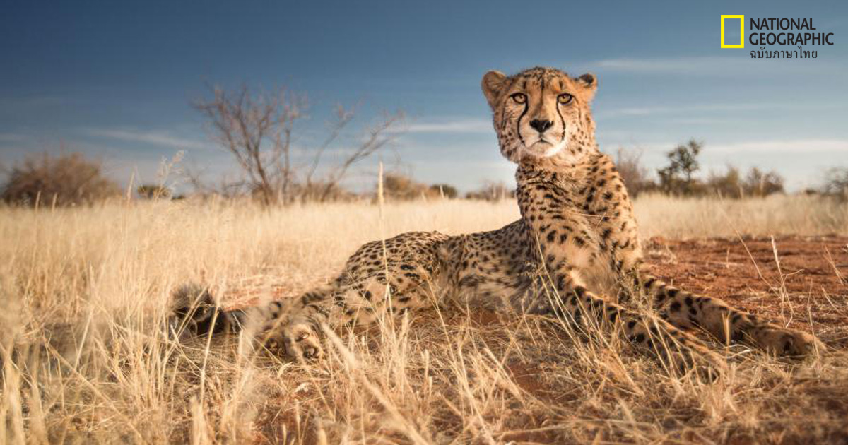 เสือชีตาห์