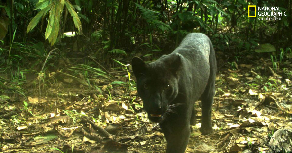 ชีวิตของเสือดำในปัจจุบัน และอนาคตที่อาจกำหนดโดยมนุษย์