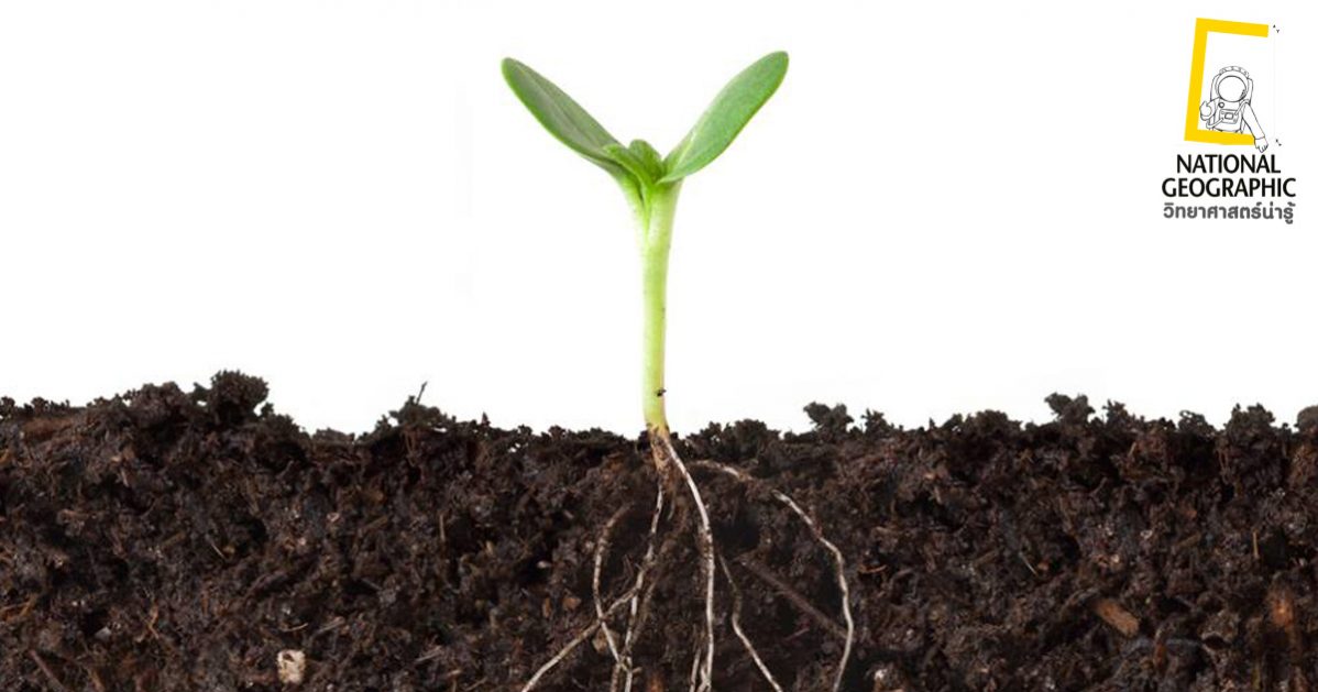 การลำเลียงน้ำ