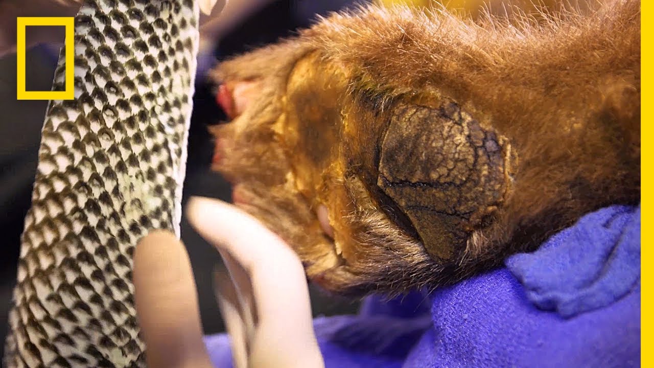 หนังปลานิล