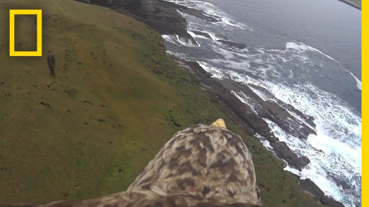 อินทรีทะเล