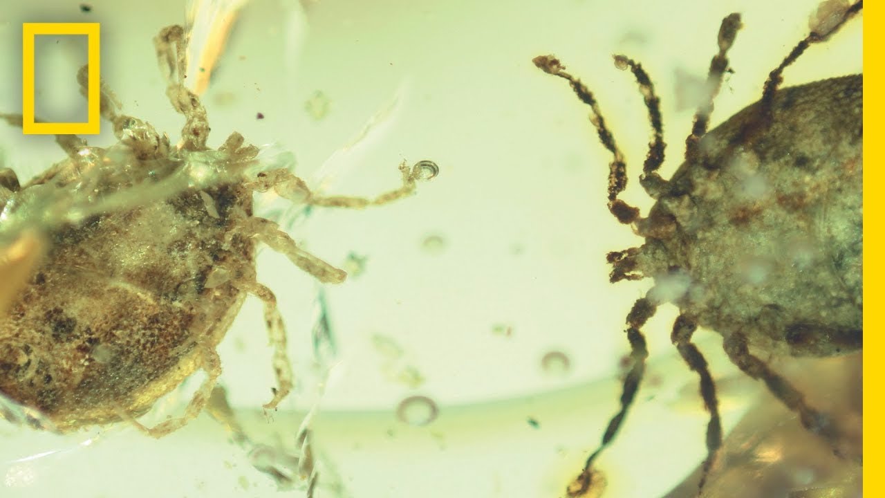 ฟอสซิลเห็บในอำพัน