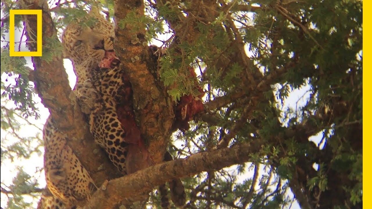 เสือดาว