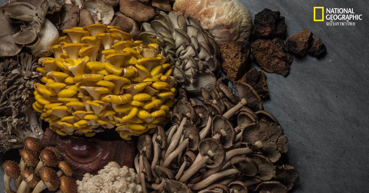 ประโยชน์ของเห็ด