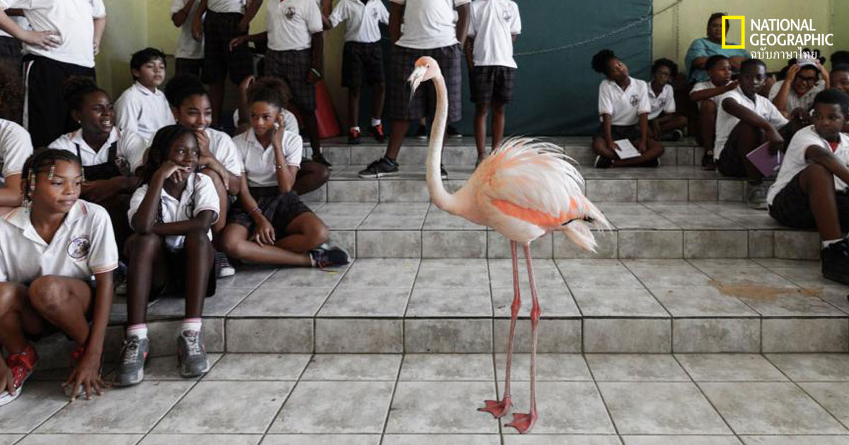 ฟลามิงโก